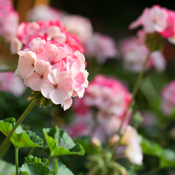 Geranium Essential Oil