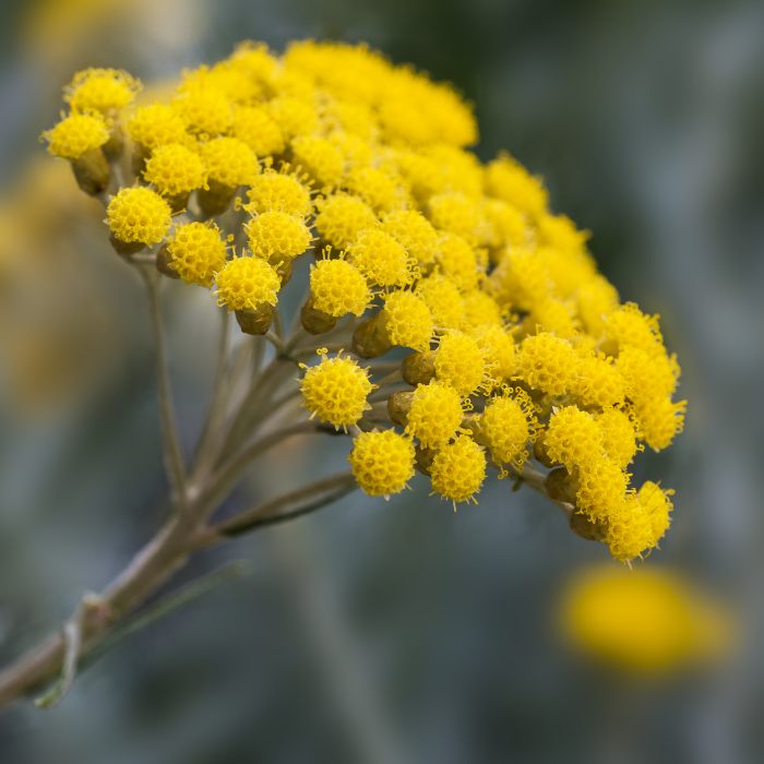 Helichrysum Angustifolium Essential Oil