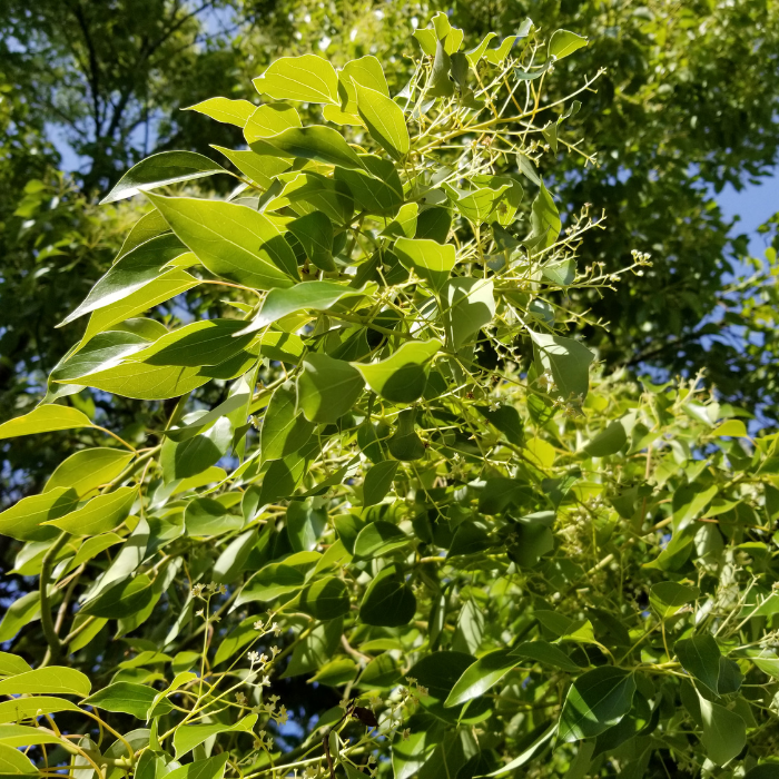 Ho Leaf Essential Oil