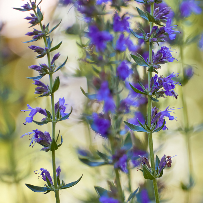 Hyssop Essential Oil