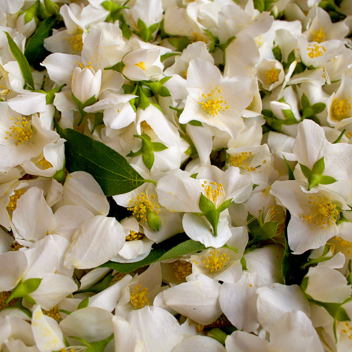 Jasmine Absolute Essential Oil