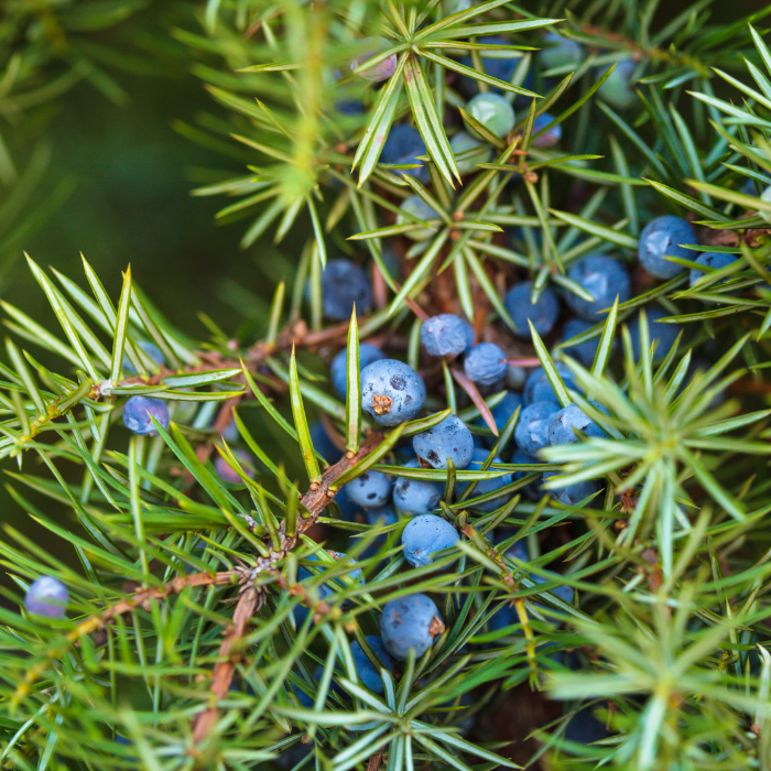 Juniper Berry