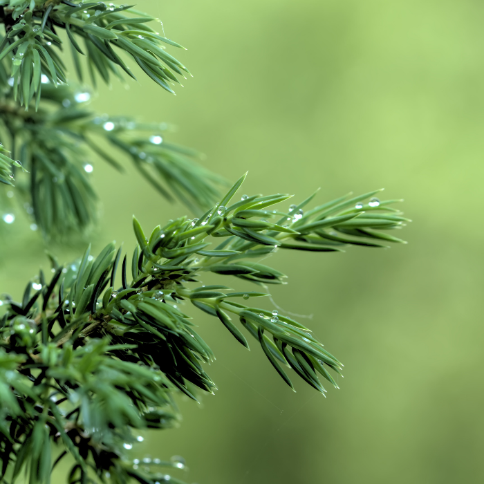 Juniper Needle Essential Oil