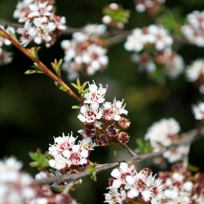 Kanuka Essential Oil