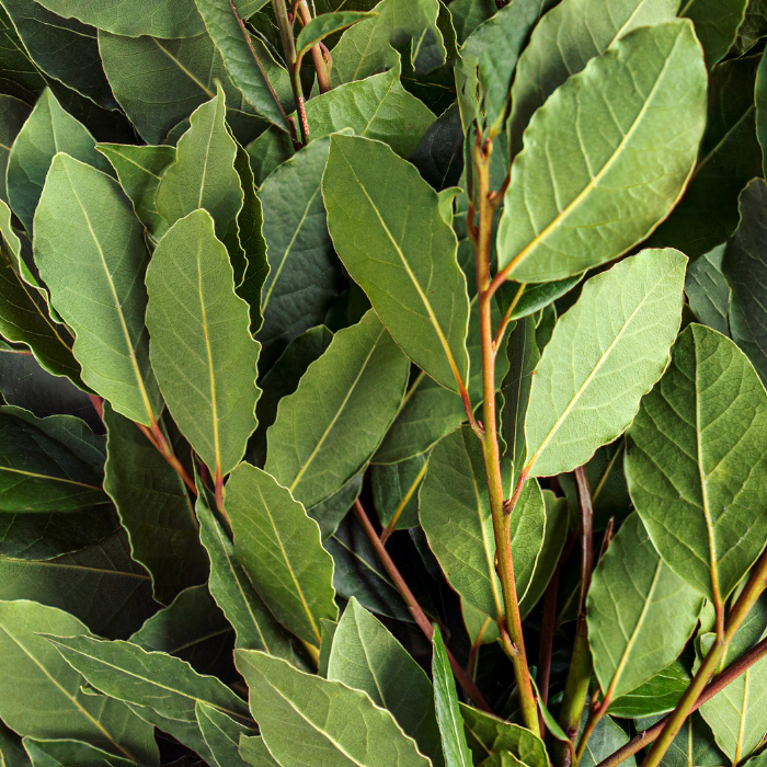 Laurel Essential Oil