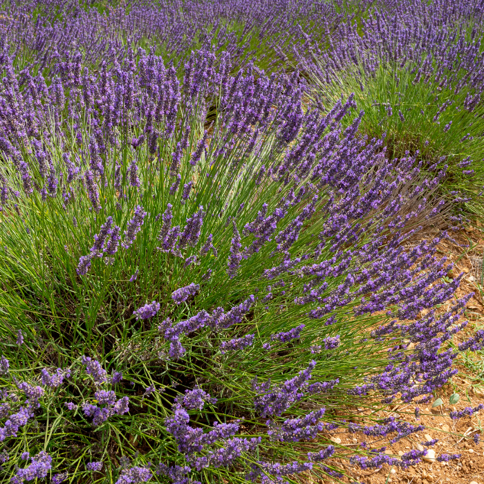 Lavandin Abrial Essential Oil
