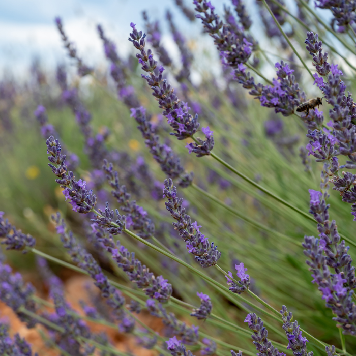 Lavandin Super Essential Oil