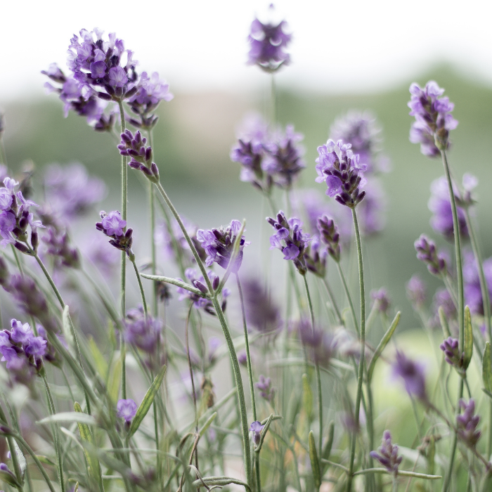 Lavender English Essential Oil