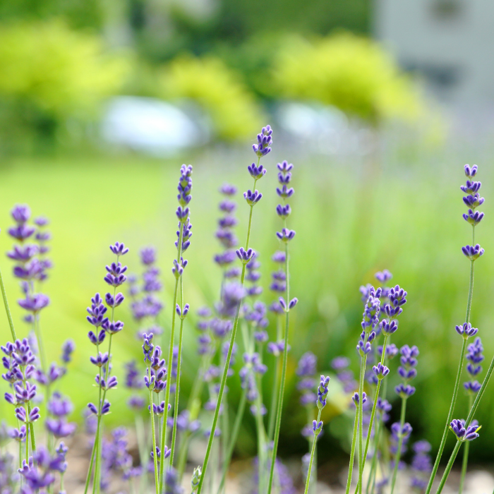 Lavender True (French) Essential Oil