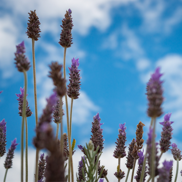 high altitude lavender plants Lavender High Altitude Essential Oil – Penny Price Aromatherapy