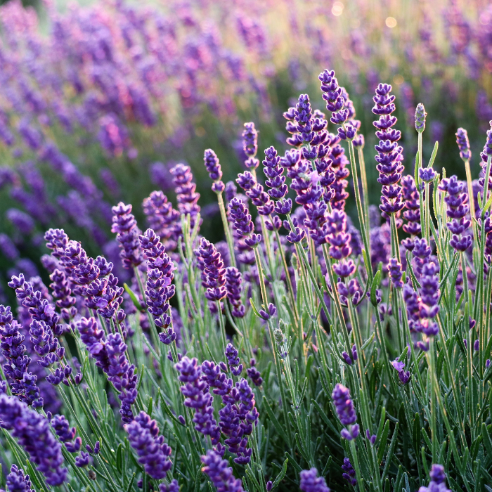 Lavender Spike Essential Oil