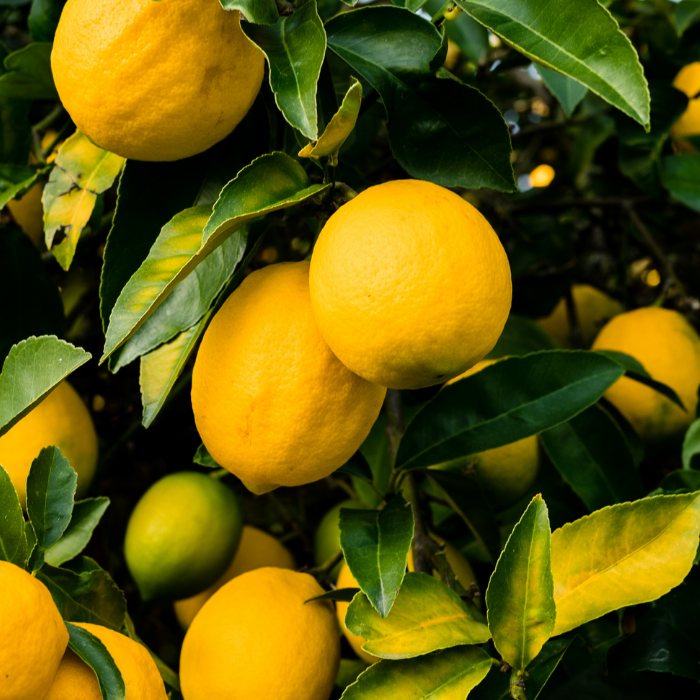 Lemon Essential Oil