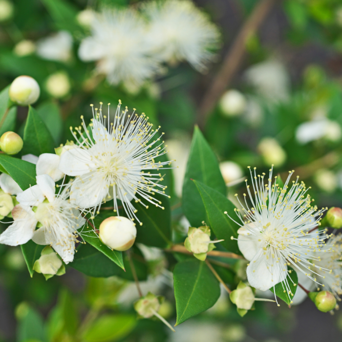 Lemon Myrtle Essential Oil
