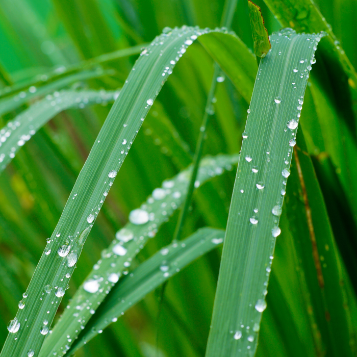 Lemongrass Essential Oil