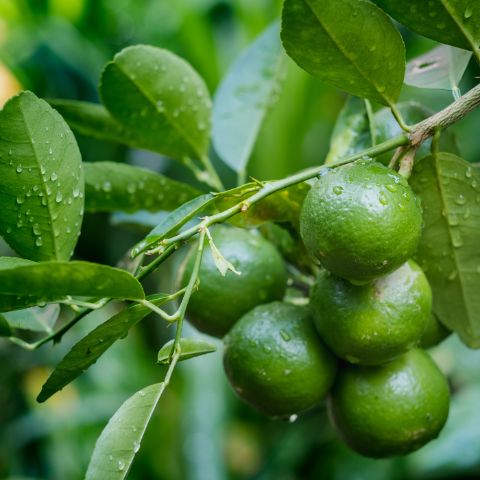 Lime Essential Oil