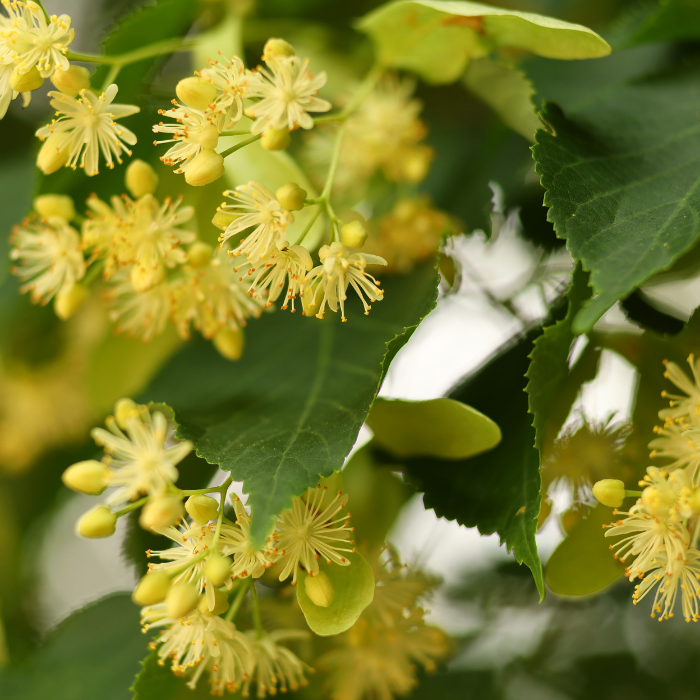 Linden Blossom Essential Oil
