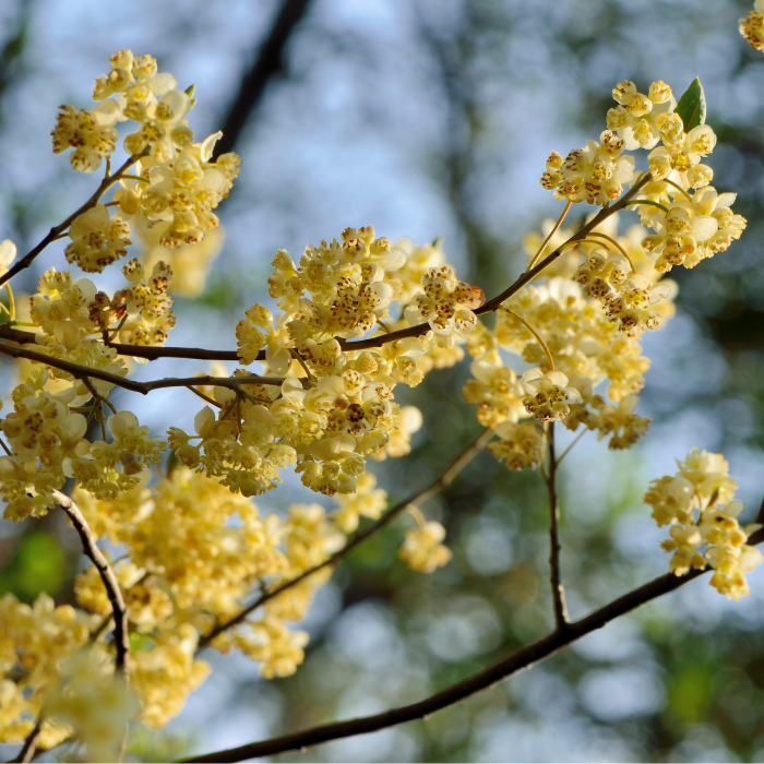 Litsea Essential Oil