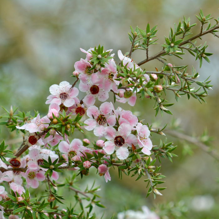 Manuka Essential Oil
