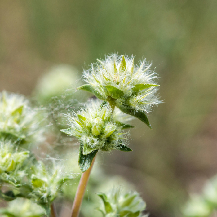 Marjoram Spanish Essential Oil