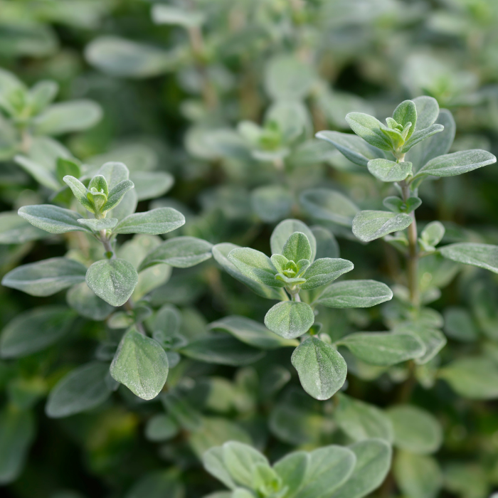 Marjoram Sweet Essential Oil