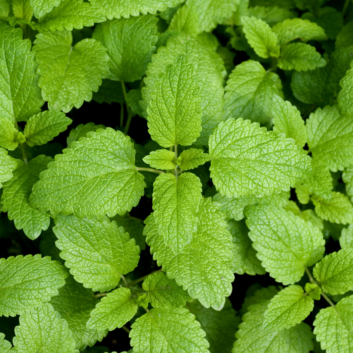 Melissa True Essential Oil
