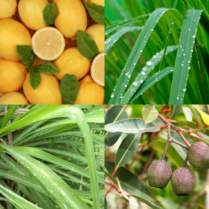 Melissa Type Essential Oil