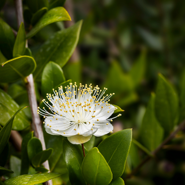Myrtle Essential Oil