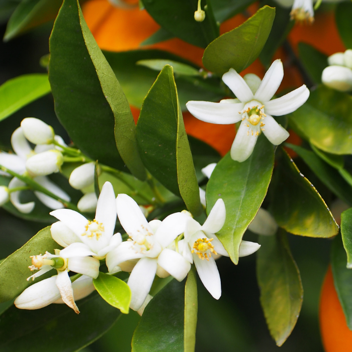 Neroli Essential Oil
