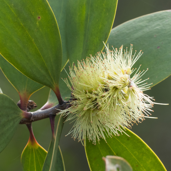 Niaouli Essential Oil