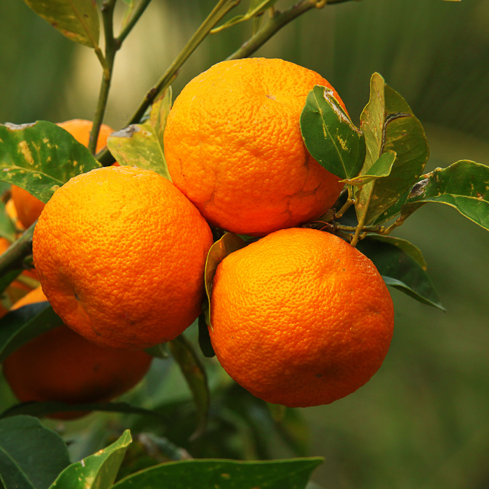 Orange Bitter Essential Oil