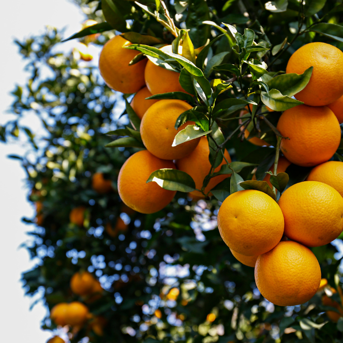 Orange Sweet Essential Oil