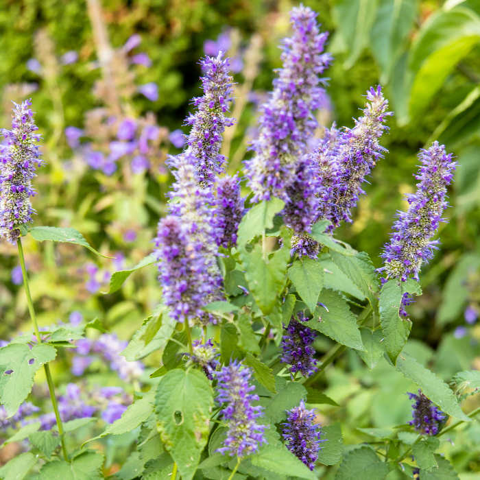 Patchouli Essential Oil