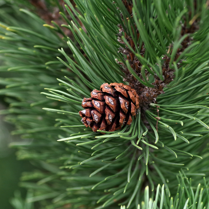 Pine Scotch Essential Oil