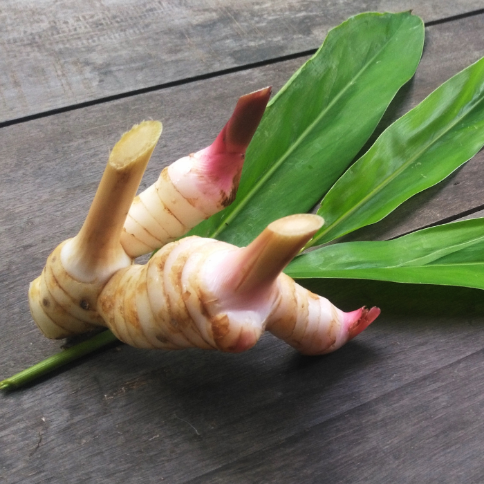 Plai Essential Oil