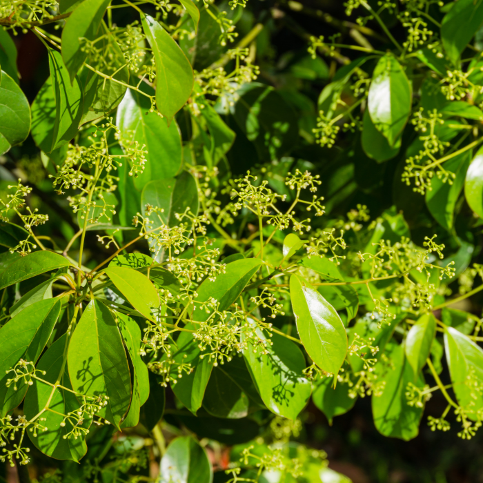 Ravensara Essential Oil