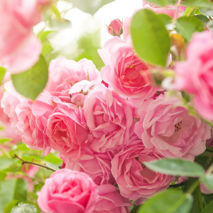 Rose Absolute Essential Oil