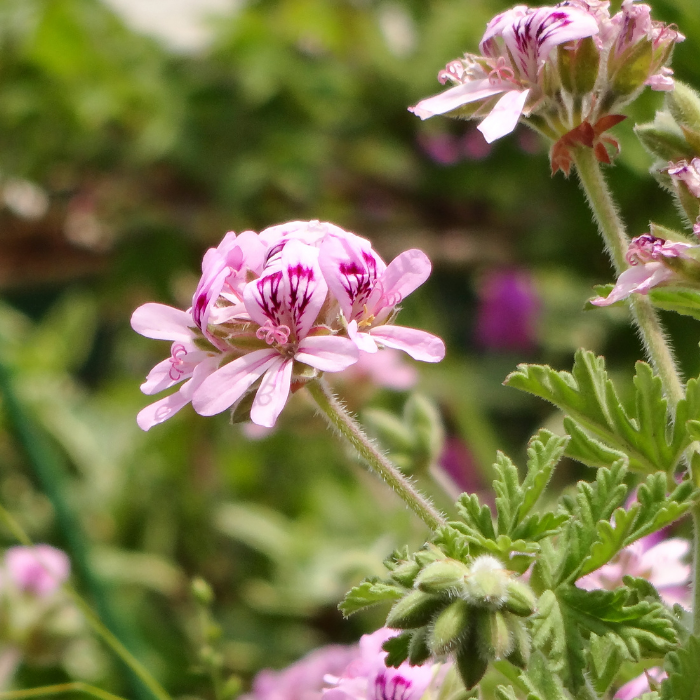 Rose Geranium Essential Oil