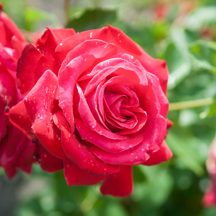 Rose Otto Essential Oil
