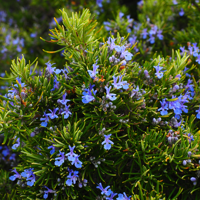 Rosemary ct Camphor Essential Oil
