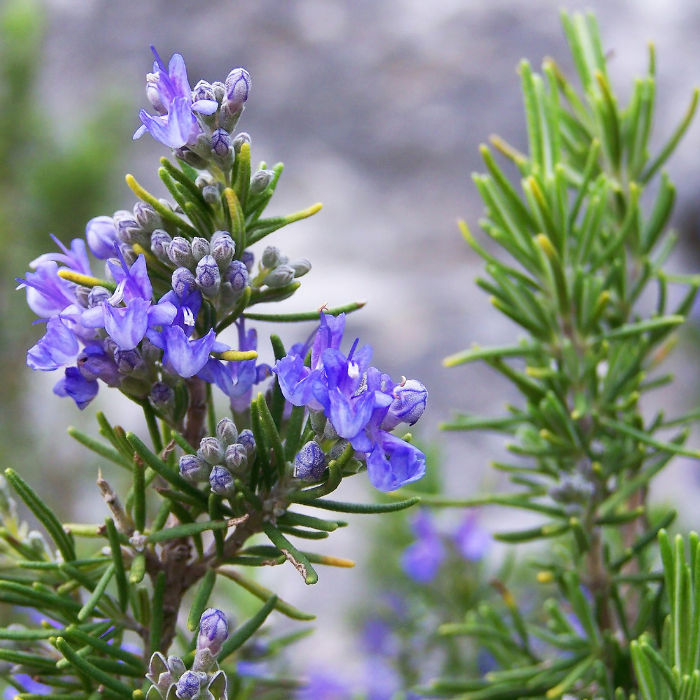Rosemary ct Cineole Essential Oil