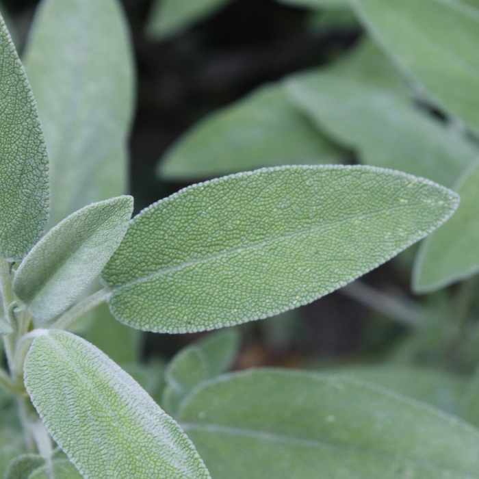 Sage Essential Oil