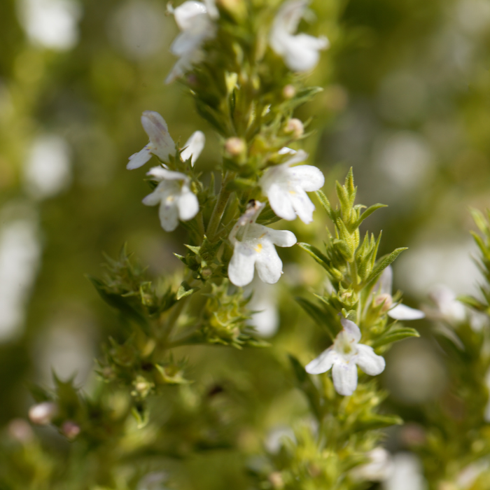 Savoury Winter Essential Oil
