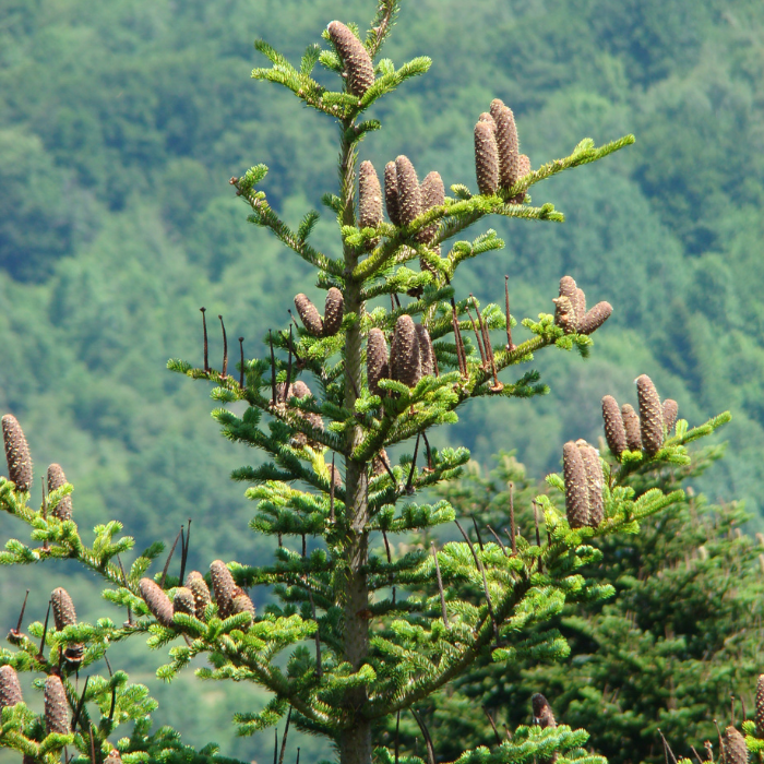 Silver Fir Essential Oil