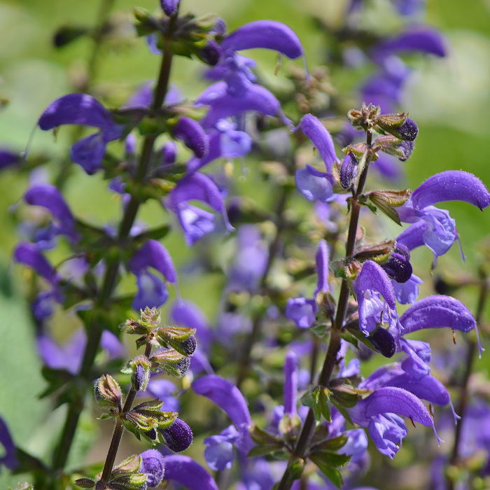 Sage Spanish Essential Oil
