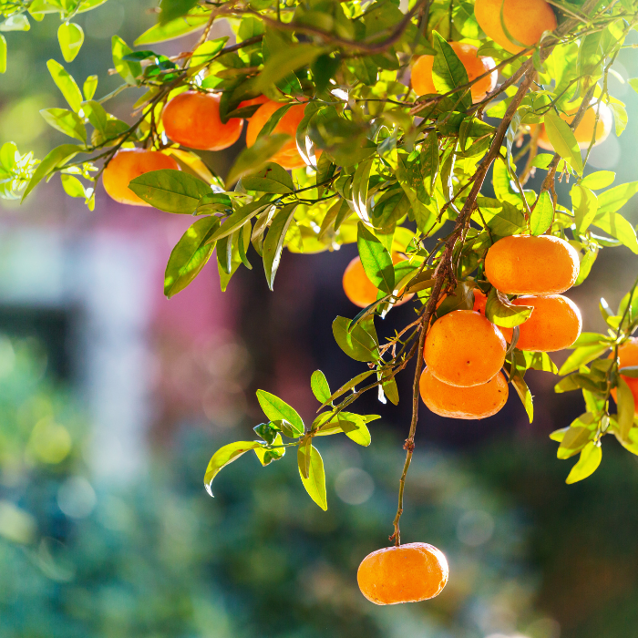 Tangerine Essential Oil