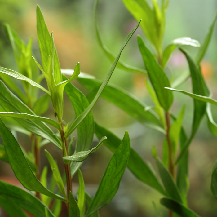 Tarragon Essential Oil