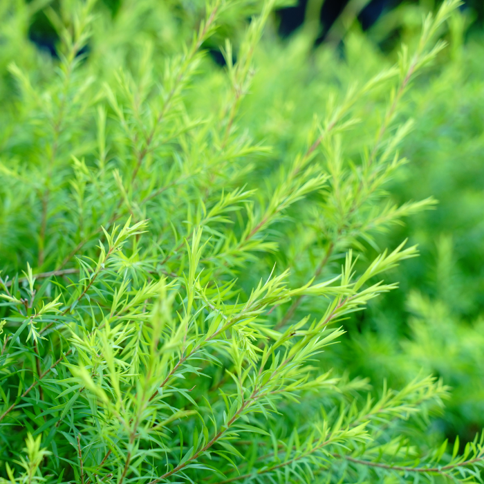 Tea Tree Essential Oil