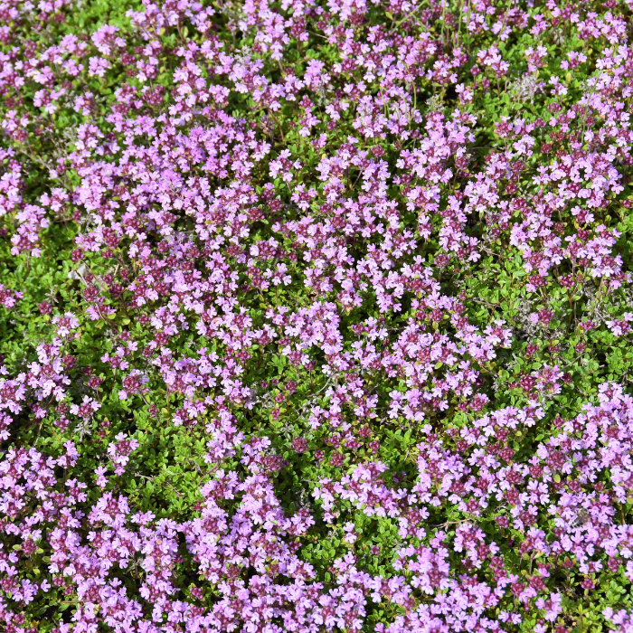 Thyme Wild Essential Oil