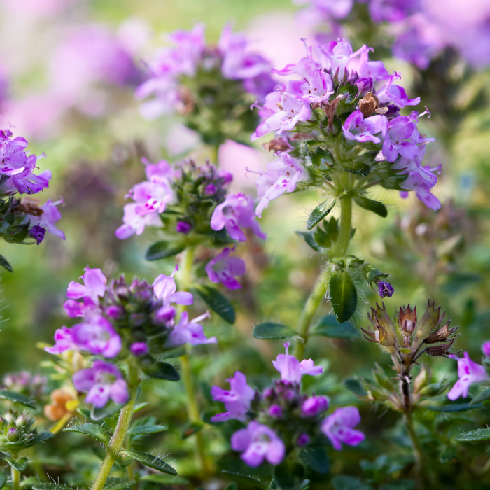 Thyme ct Thymol Essential Oil