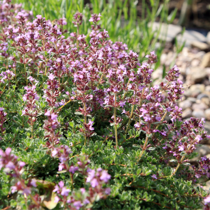 Thyme ct Linalool Essential Oil